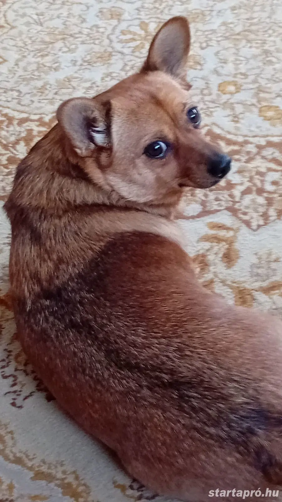 Spicc spitz jellegü kutyust befogadnék