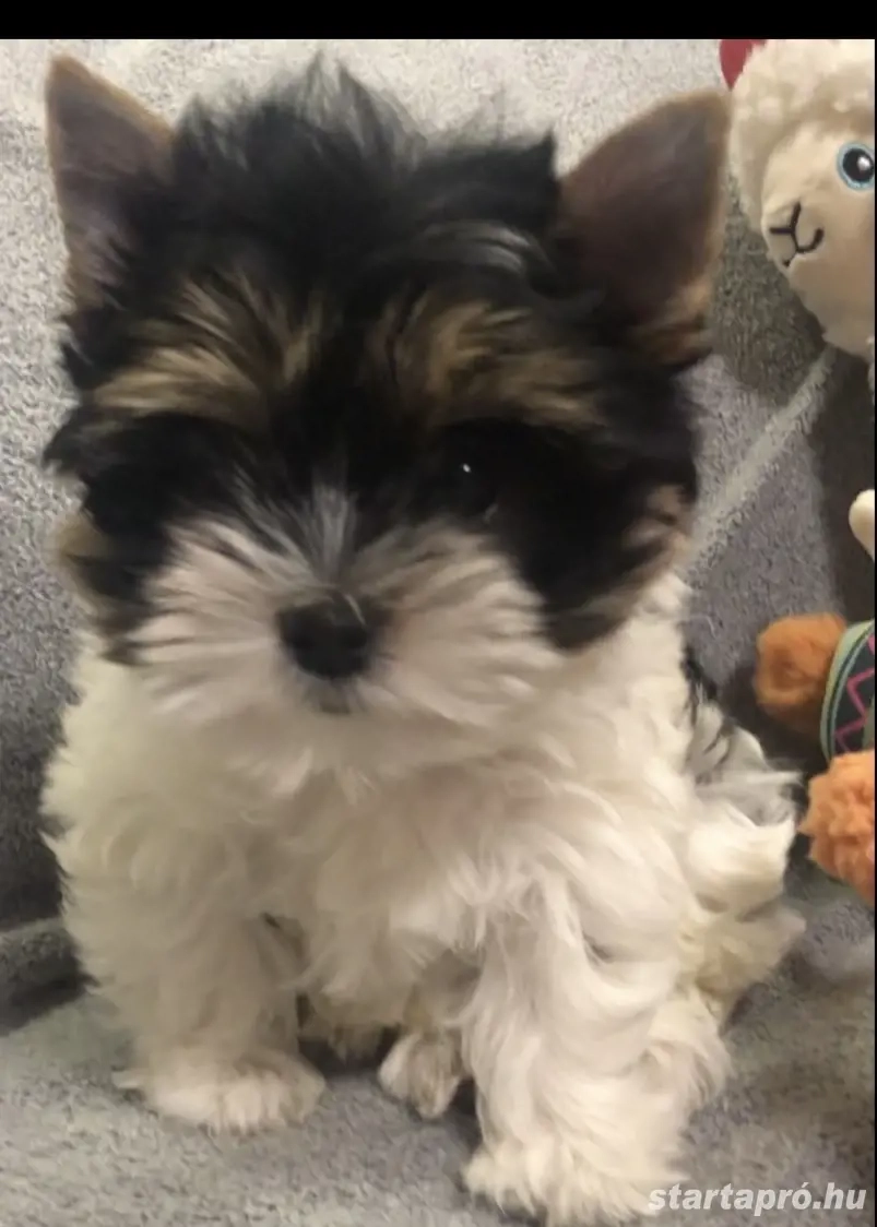 Biewer yorkie eladó 