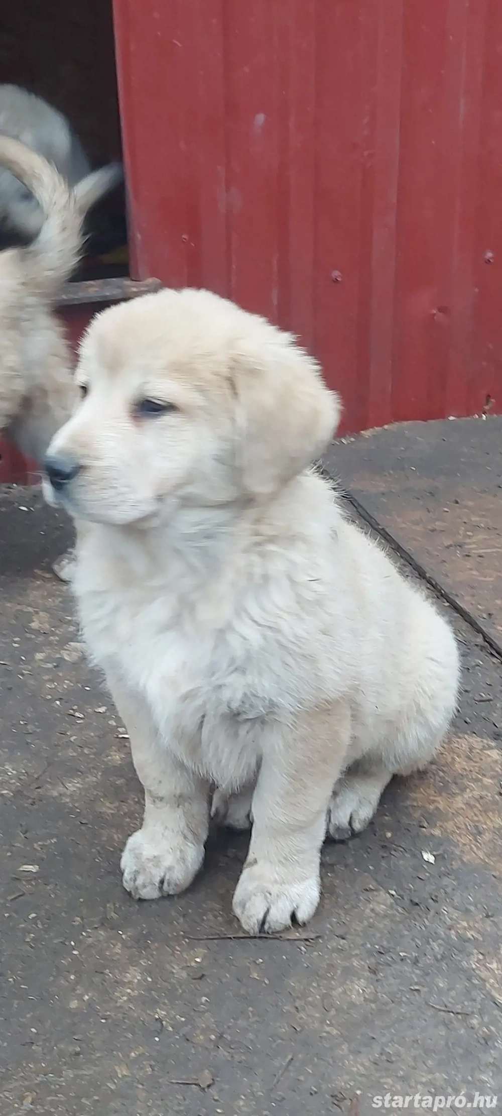 Közép-ázsiai juhász szuka kutya. 