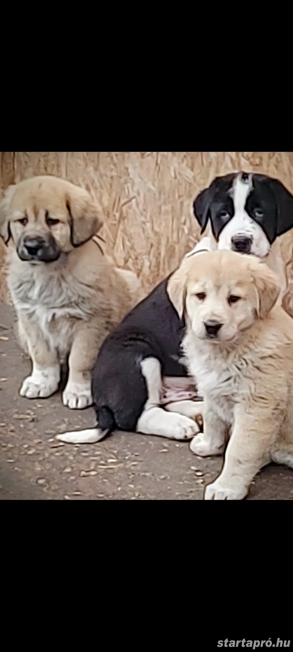 Közép-ázsiai juhász kiskutyák gazdira várnak!