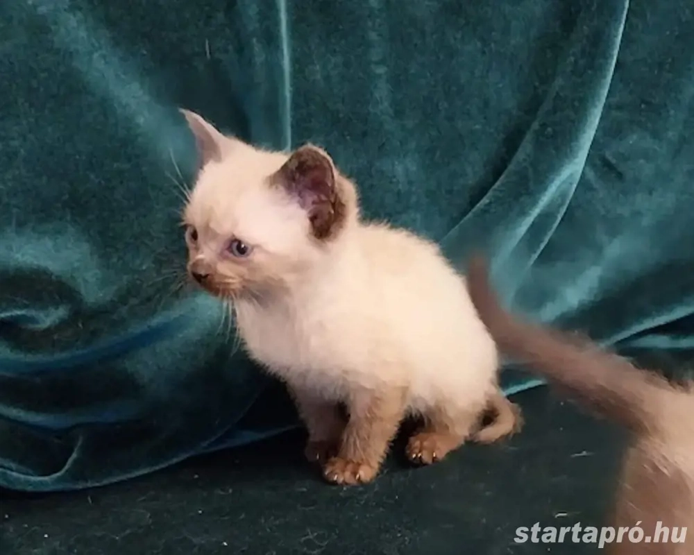 Sziámi kiscica eladó