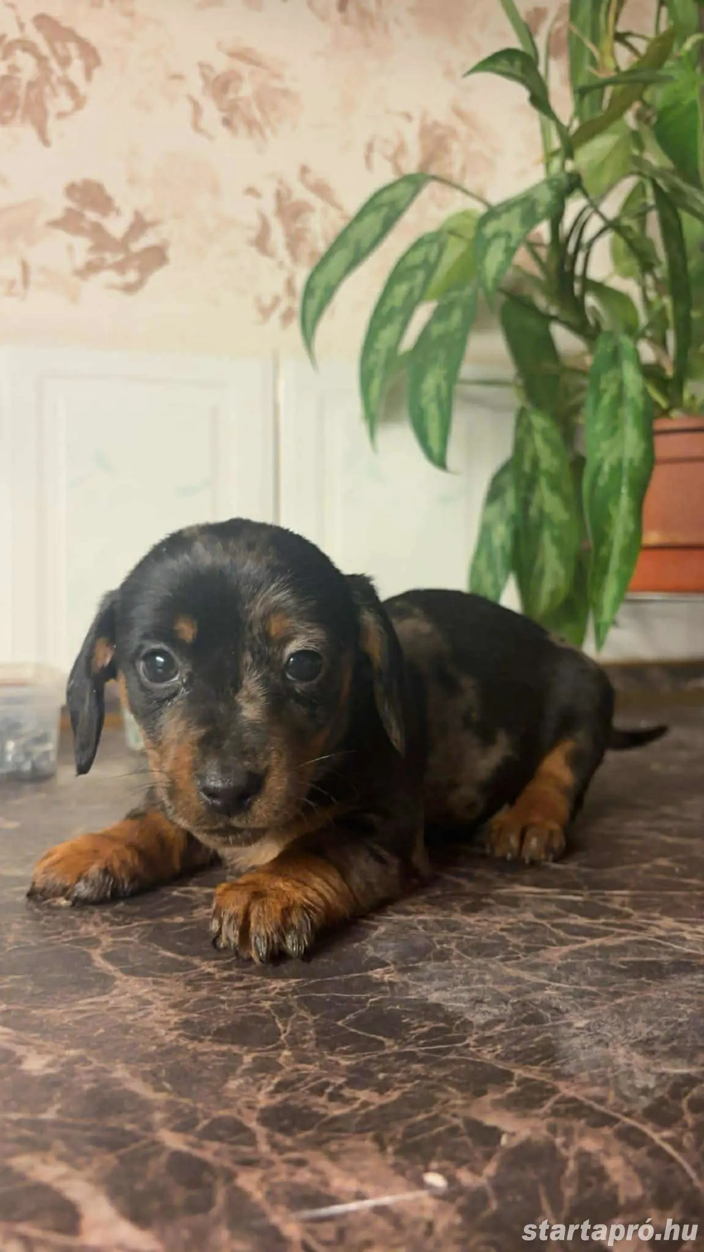 Törpelábú tacskó kiskutyák.