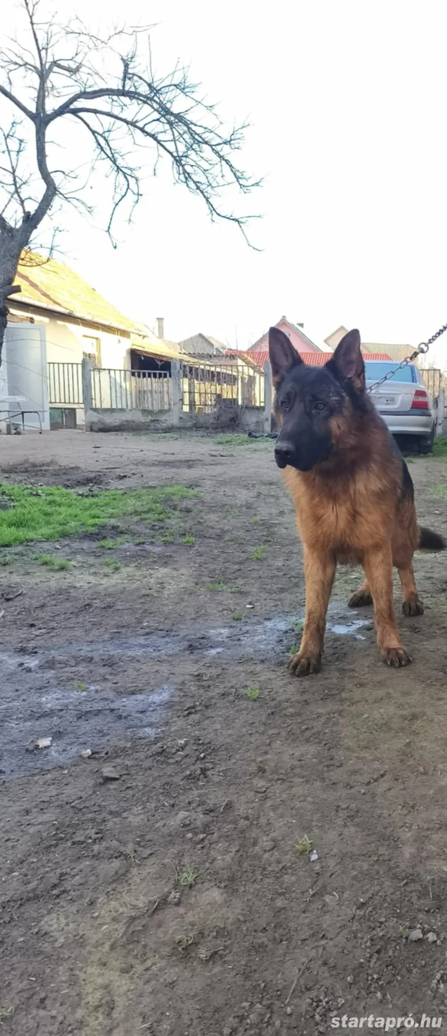 Eladó törzskönyves németjuhász kan