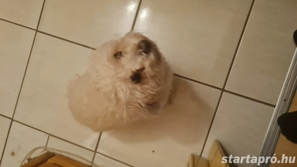 Bolognese kiskutya eladó!