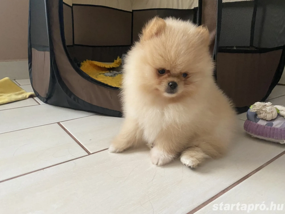 Pomerania törpespicc 