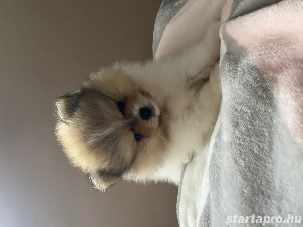 Pomerania törpespicc 