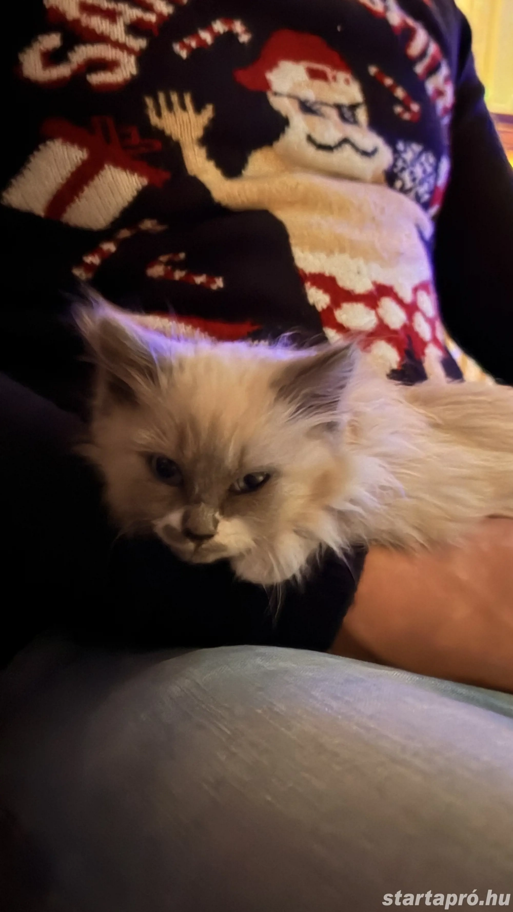 Ragdoll kandúr cica elado