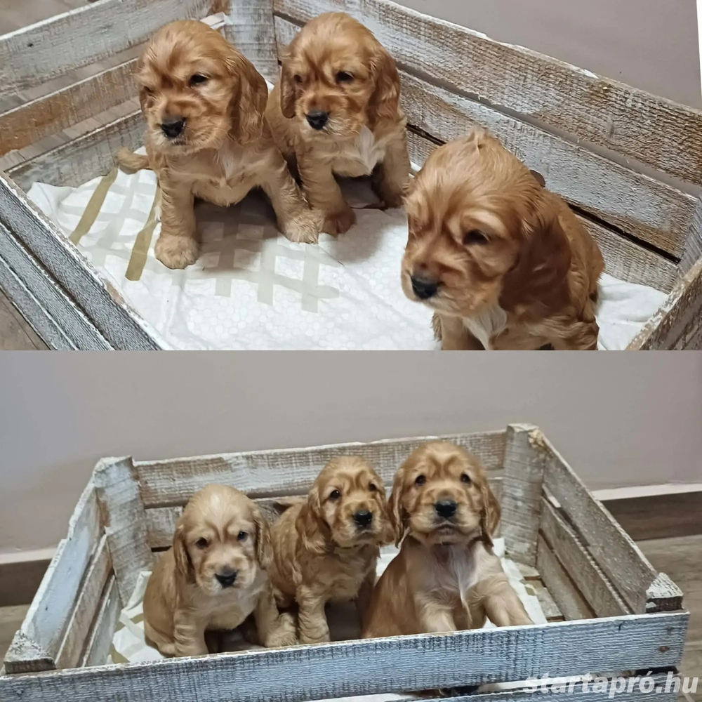 Angol cocker spániel kiskutyusok