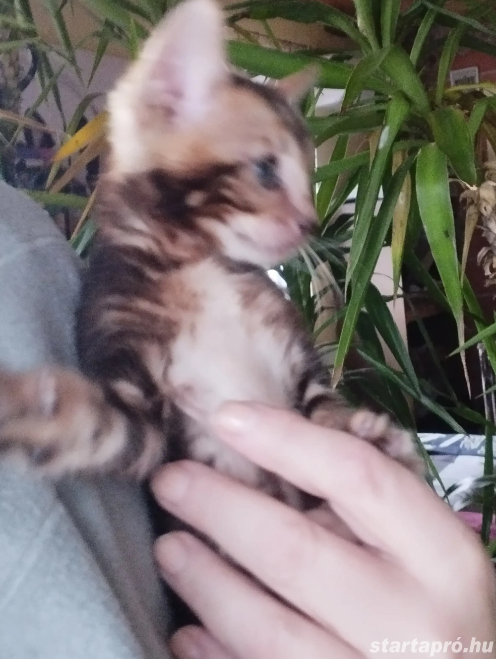 Beng li abesszin cicusok