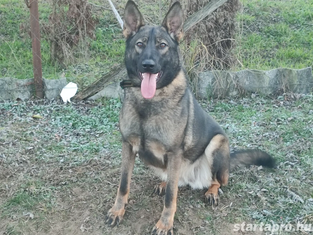 Németjuhász, német juhász