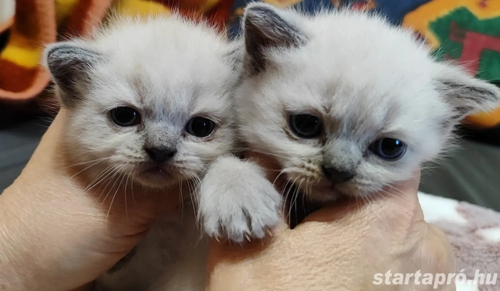 Brit rövid szőrű kiscicák 