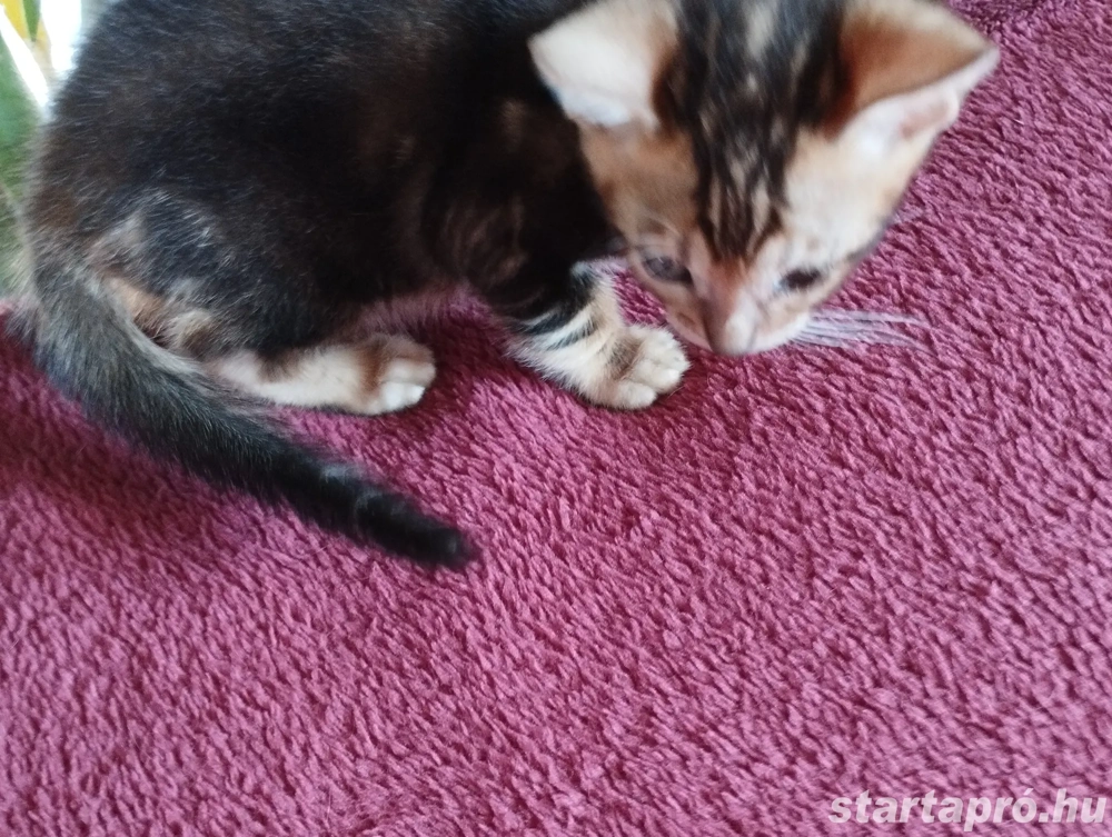 Beng li abesszin cicusok