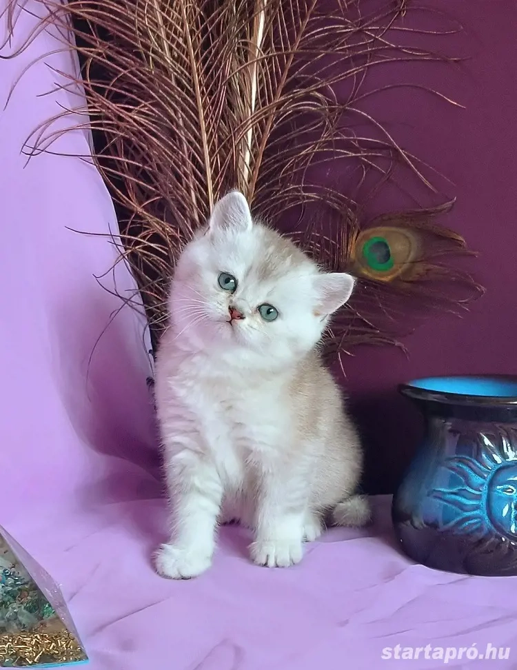 Brit kiscicák tavaszi születéssel előjegyezhetők