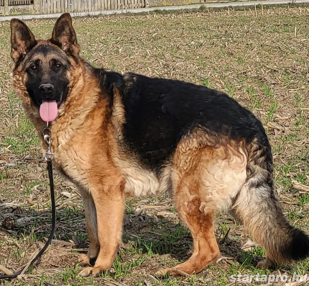 1 éves kan németjuhász