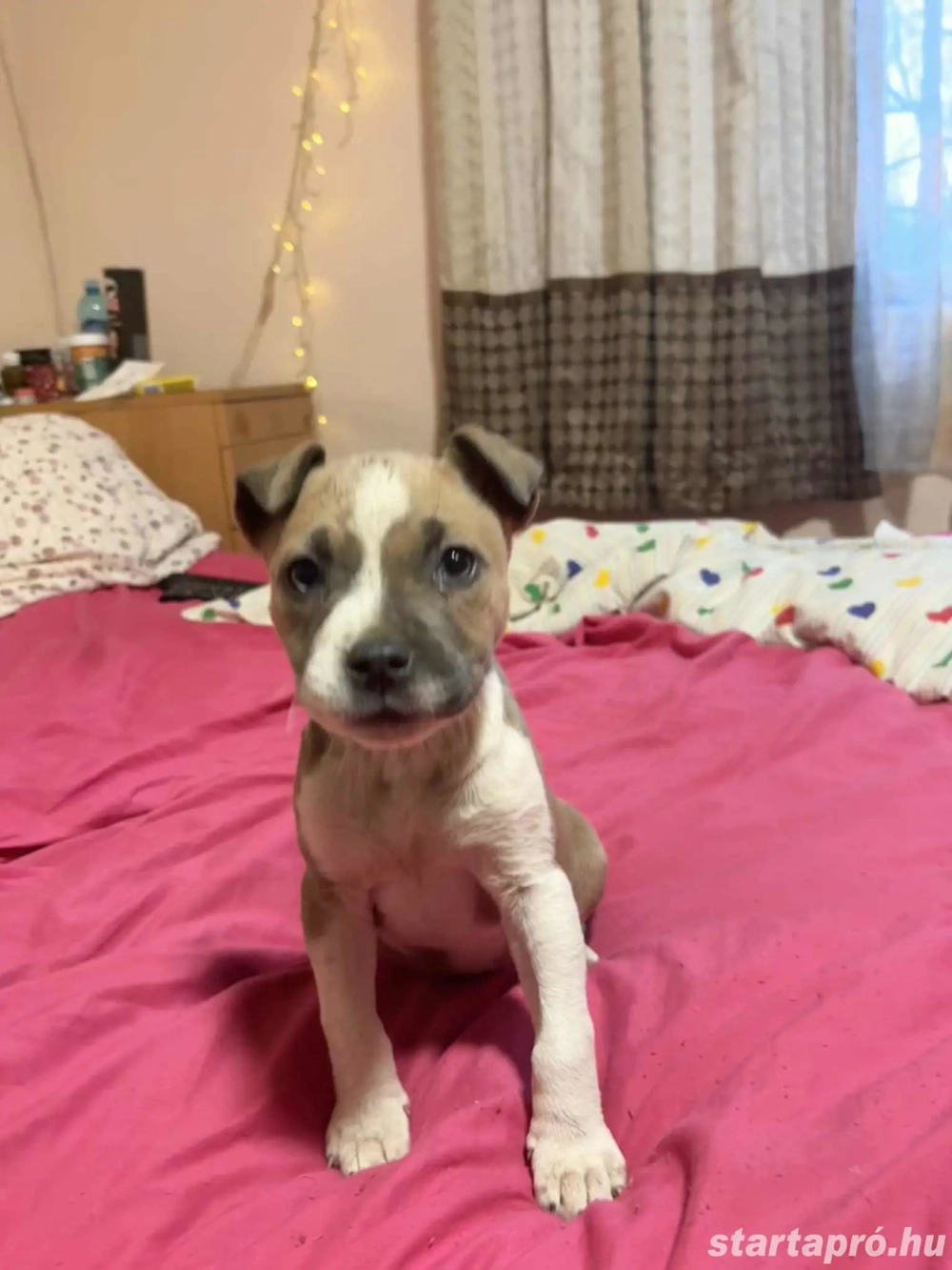 Pitbull jellegű kislány