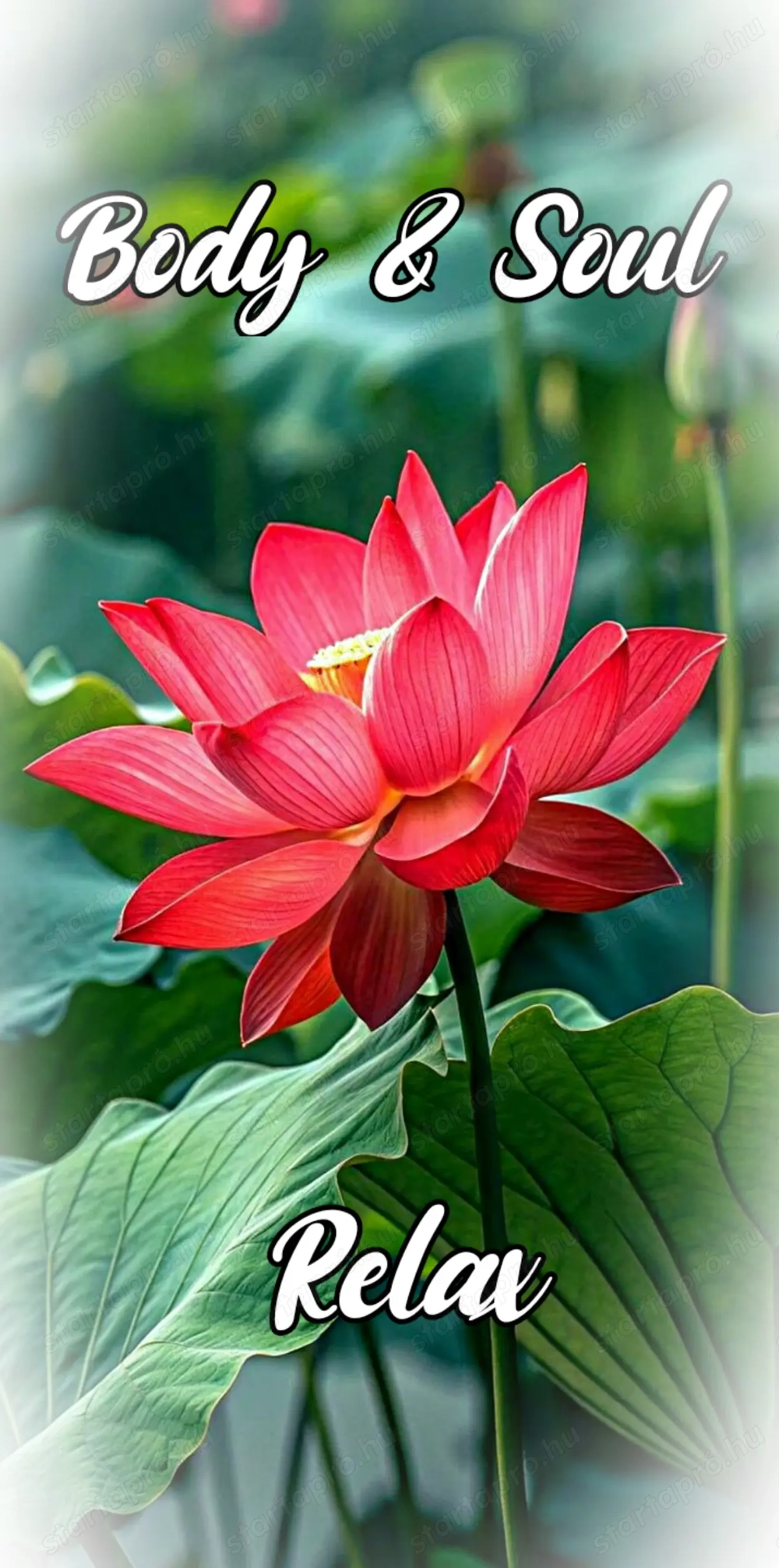 Andi Varázs! Masszázs kombinációk! 