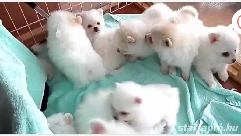 Egy kislány spicc és egy kisfiú spicc még gazdisodna,német spiccek