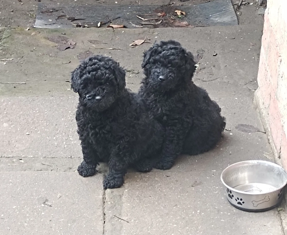 3 hónapos kislány puli fajtatiszta jellegű kutyus új gazdihoz költözne