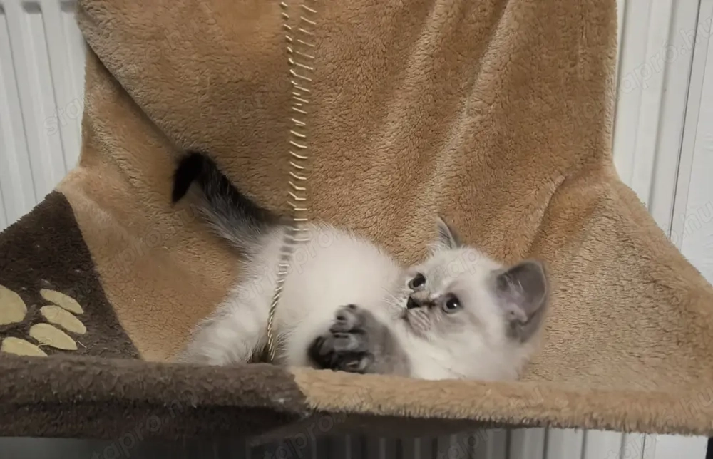 Brit rövidszőrű Lynx colorpoint lány cica, macska 