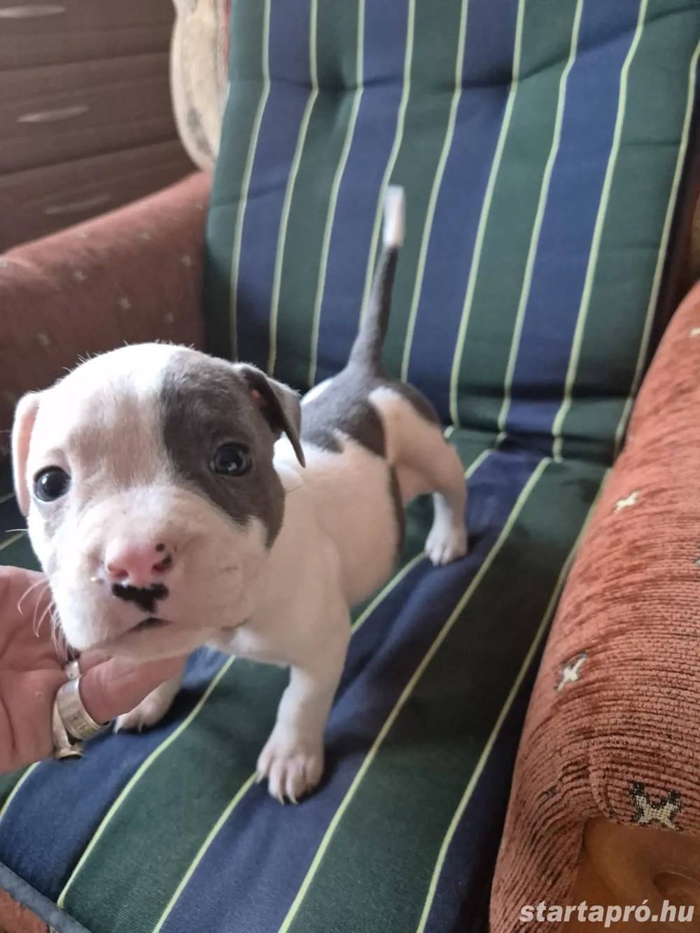 Staffordshire terrier kölykök eladók