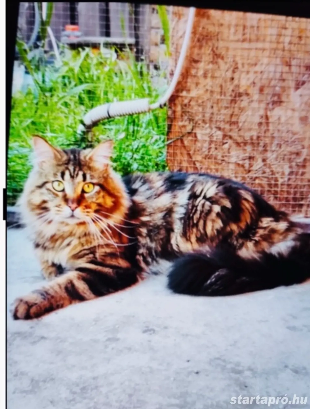 Maine coon kandúr.