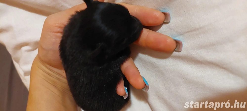 Eladó sürgősen 3 törpe spitz baráti áron 