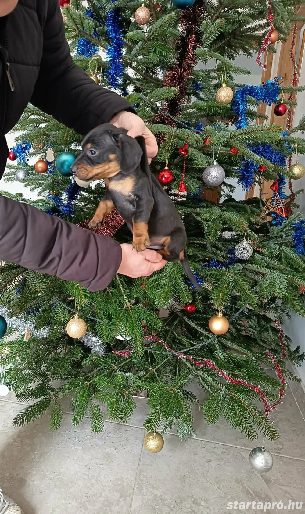 törpe tacskó kiskutya 