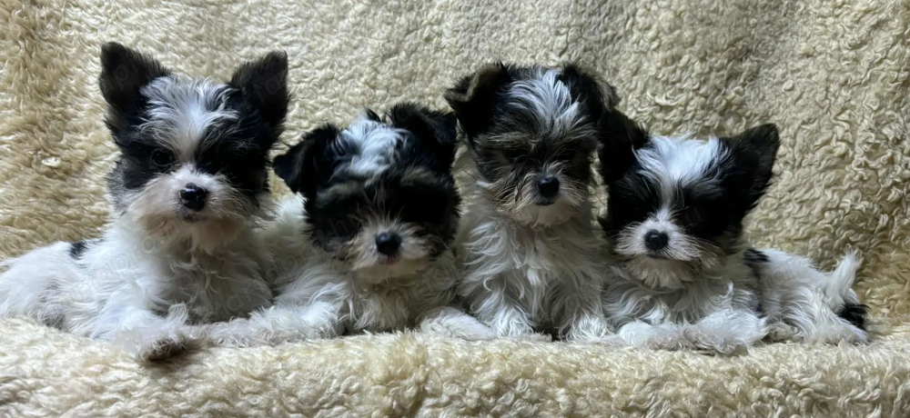 Biewer yorki mini kiskutyák 