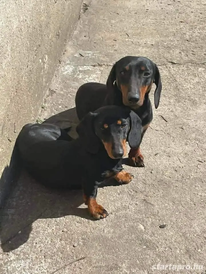 Fekete cser tacskó kiskutyák 