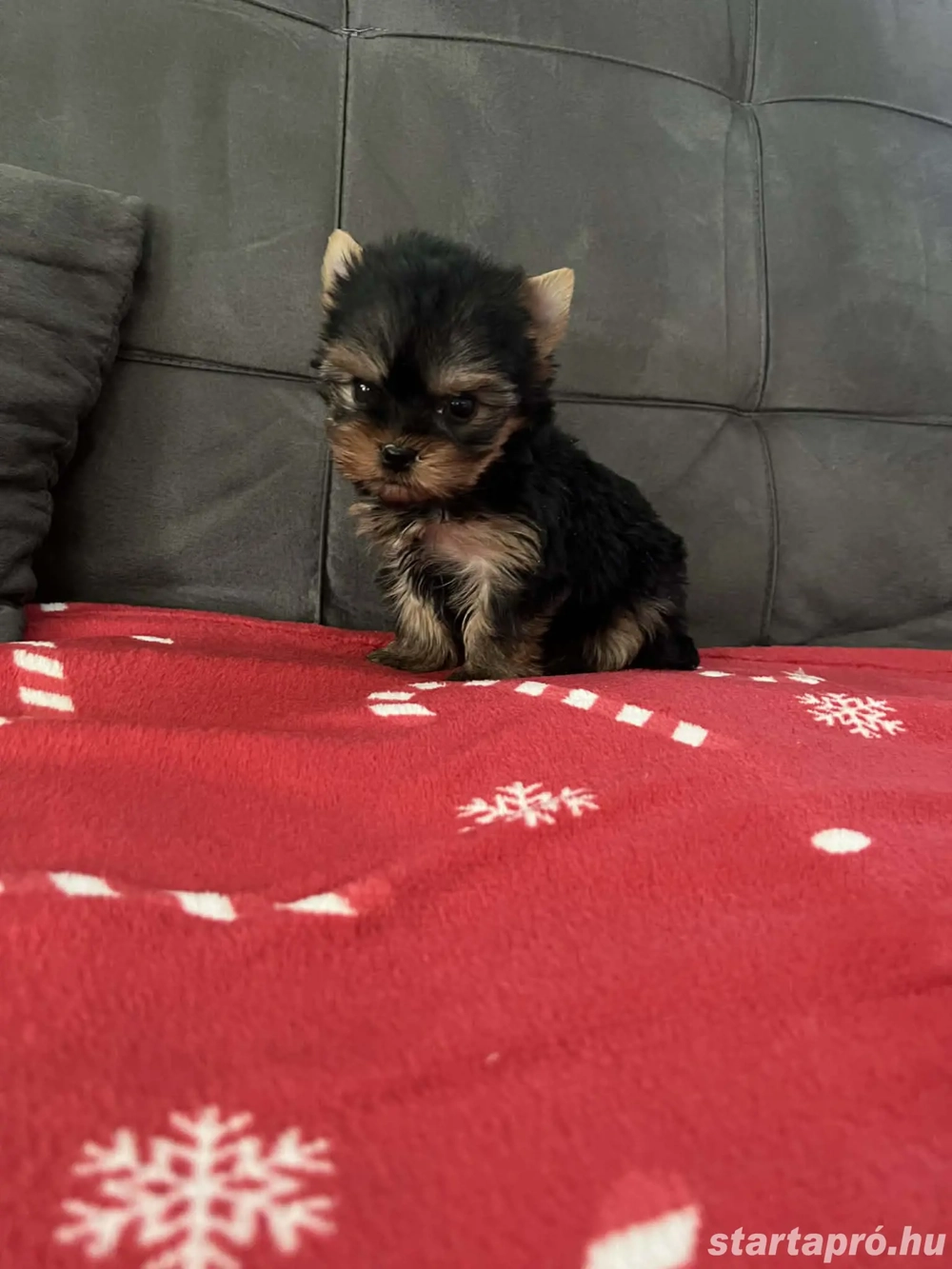 Mini Yorki kis kutyák