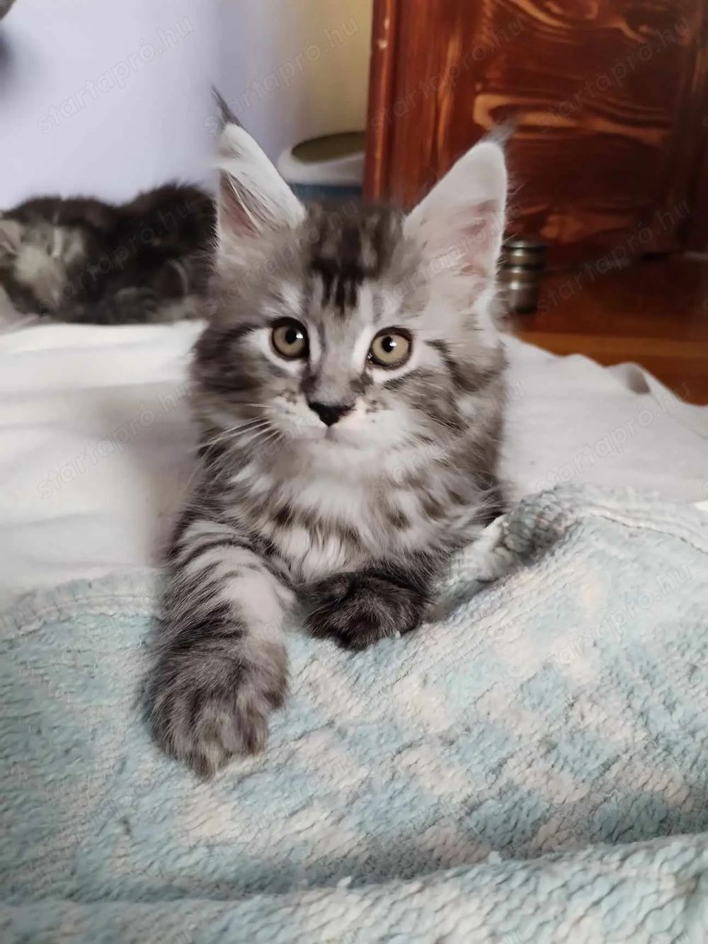 Maine Coon kiscicák Szerető Otthont keresnek!