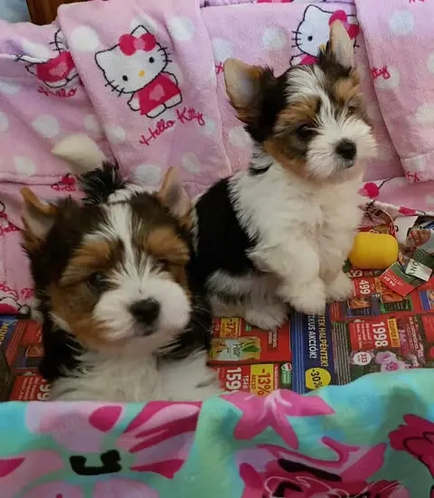 Yorki Yorkshire terrier Biewer 3 hónapos kislány kisfiú 2 xoltva eladó!