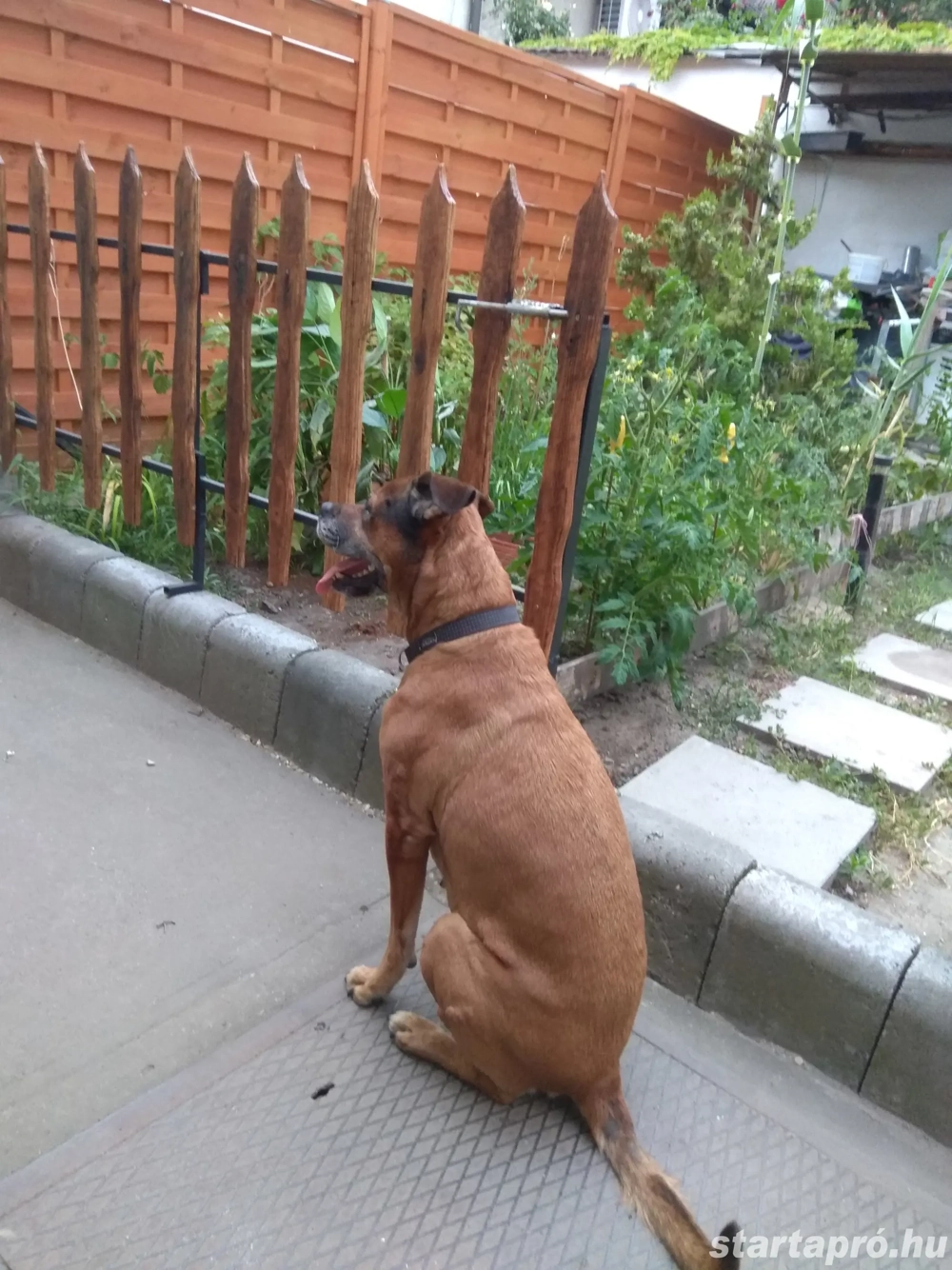 Kutyasétáltatást vállalok