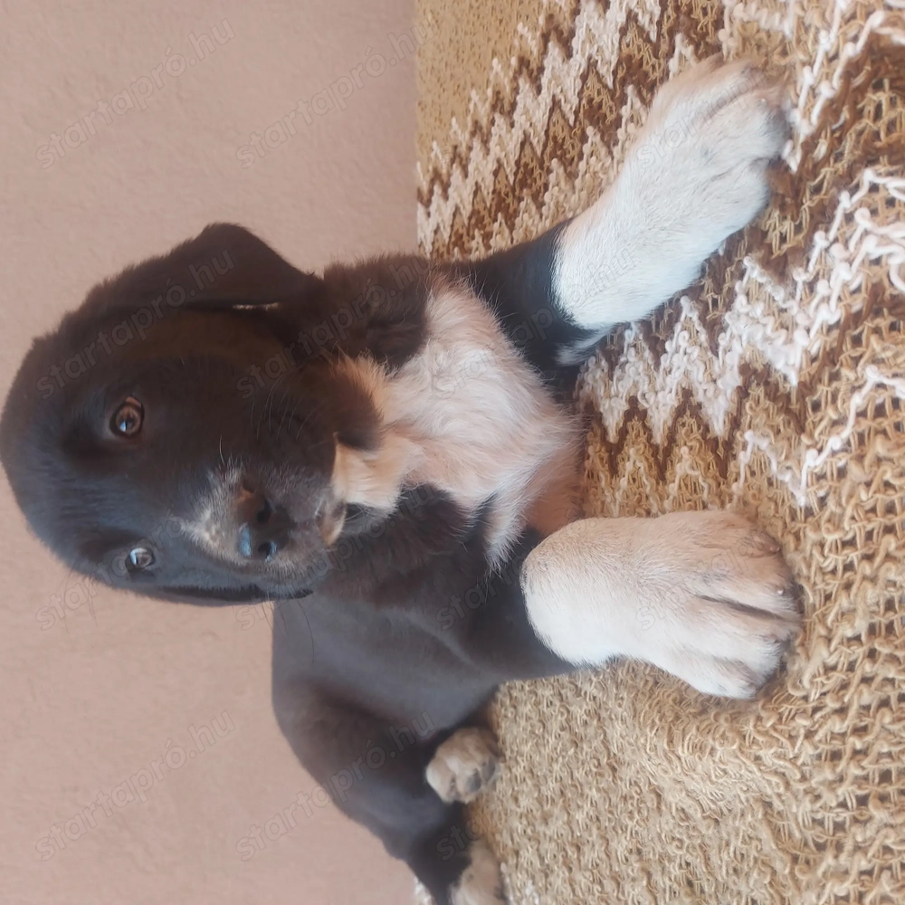 Közép ázsiai juhász kiskutyák. 