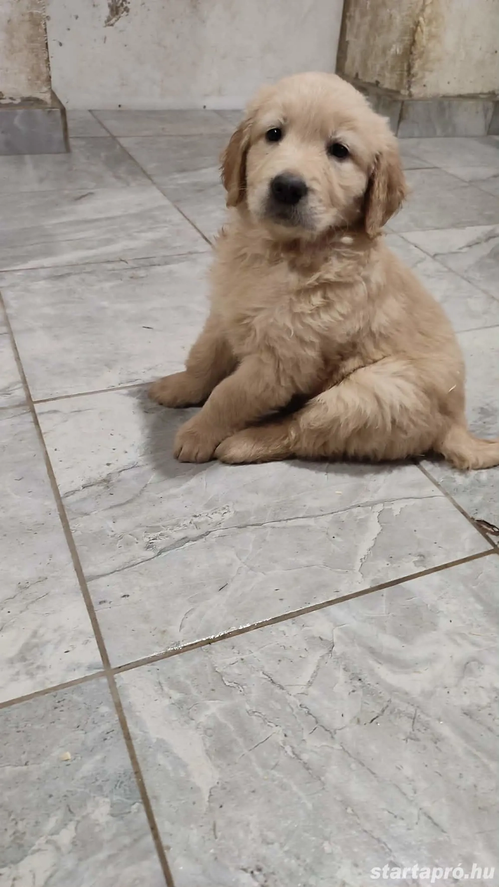 Golden retriever lány szuka kiskutya 