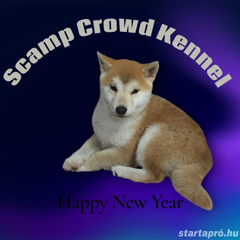 Shiba inu kiskutyák előjegyezhetők 