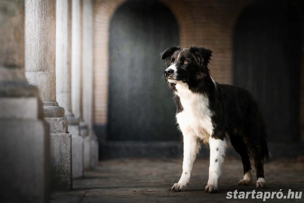 Border collie kan fedez