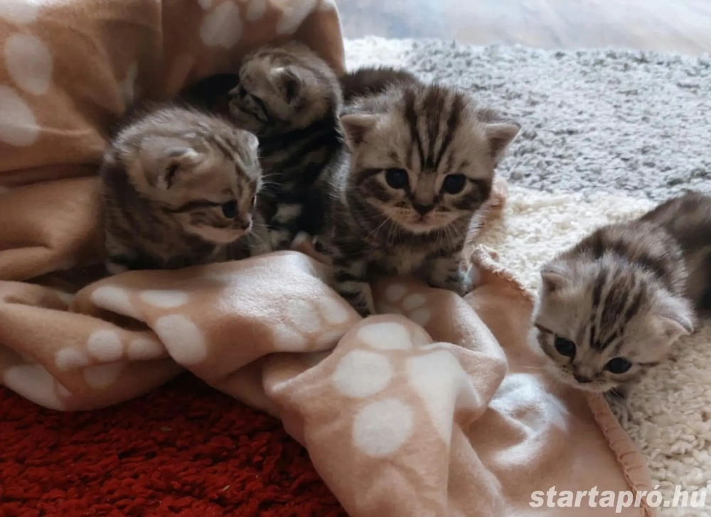 Brit rövid szőrű kiscicák foglalhatók klasszikus fekete-ezüst tabby színben.