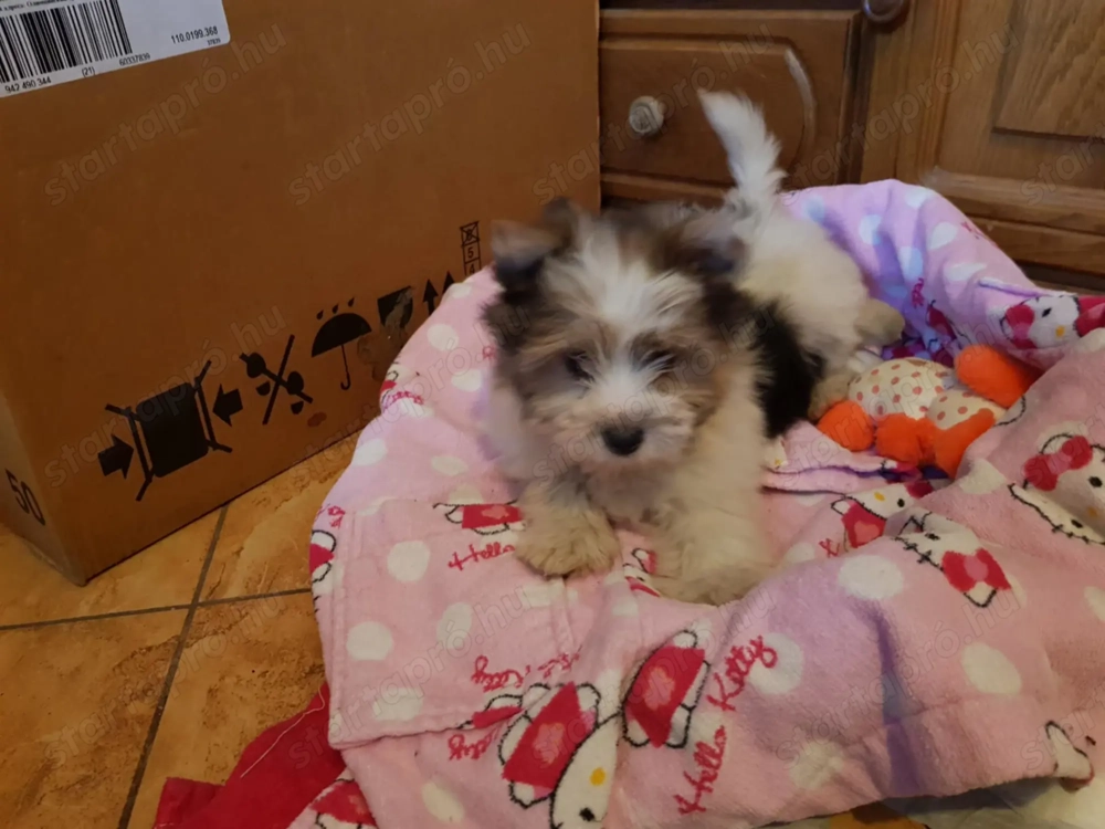 3 hónapos Biewer Yorkshire Yorki kislány 2 x  oltva, keresi gazdiját!