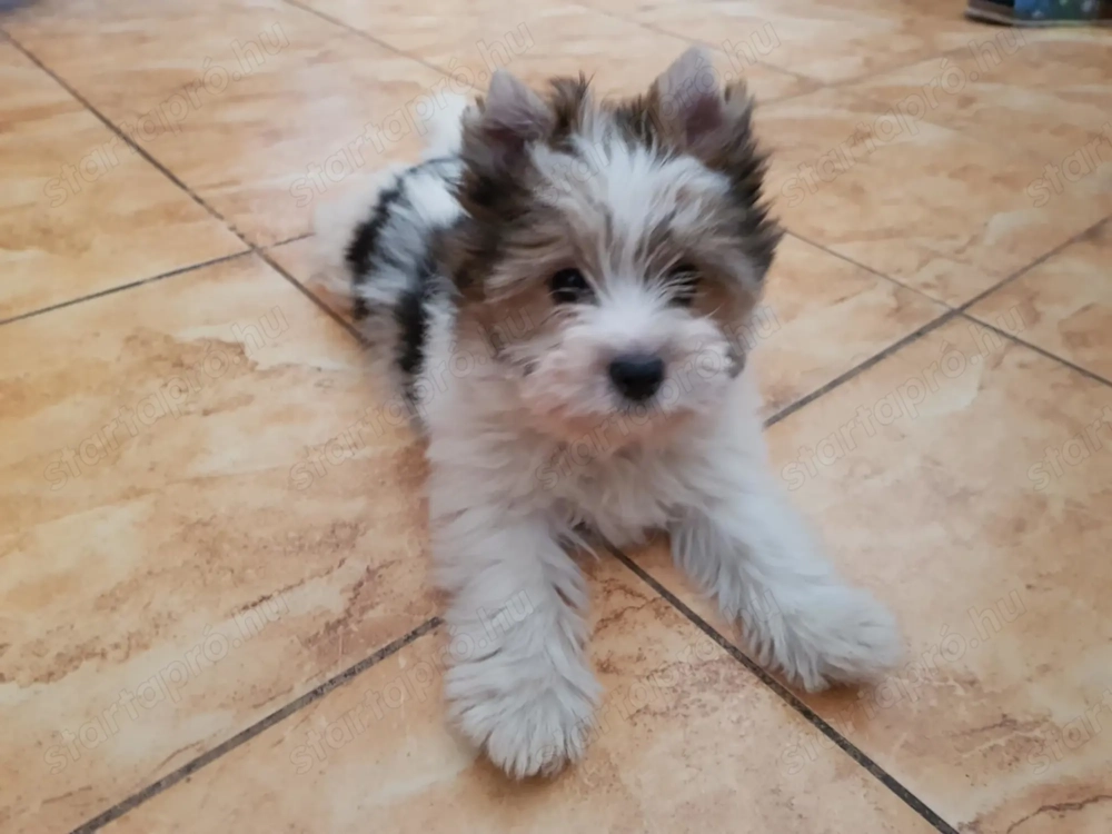  Yorki Yorkshire Biewer 3 hónapos  kislány gazdit keres! 2 x oltva! 
