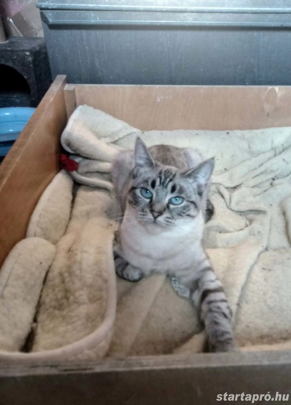 Eladó Macska vagy cserélhető 