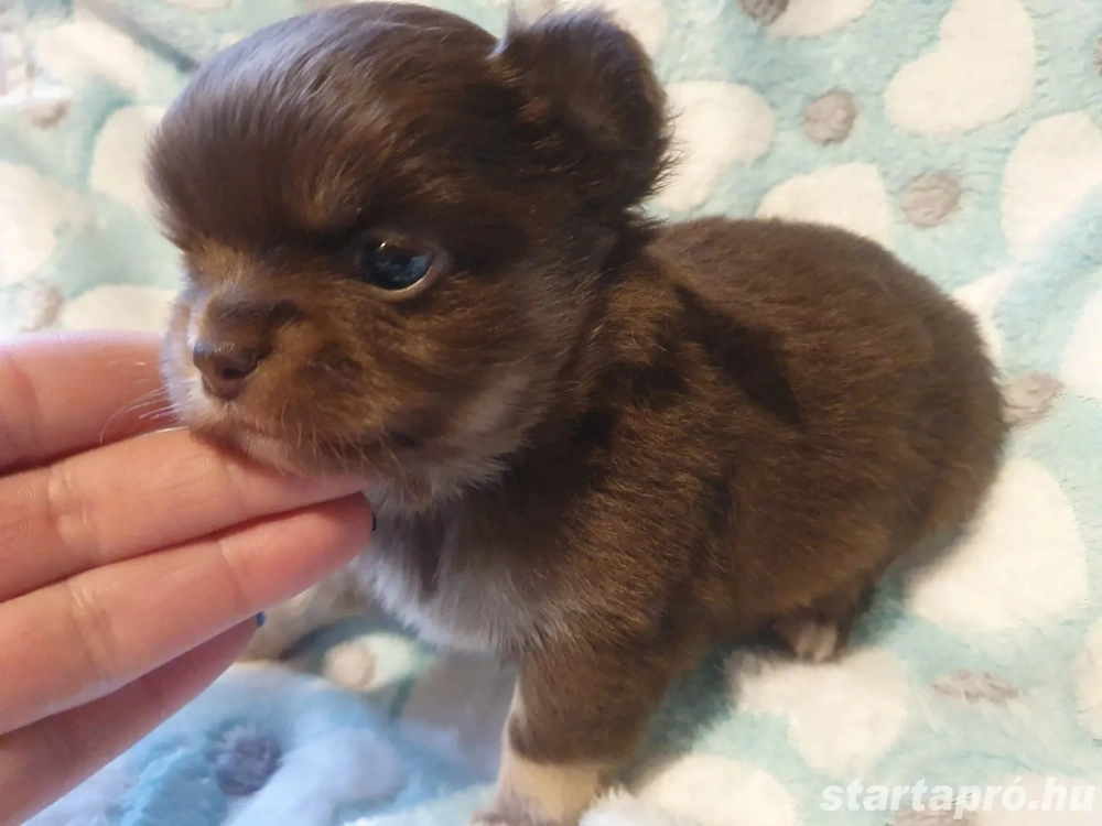 Hosszú szőrű csivava choco tan kölyök 