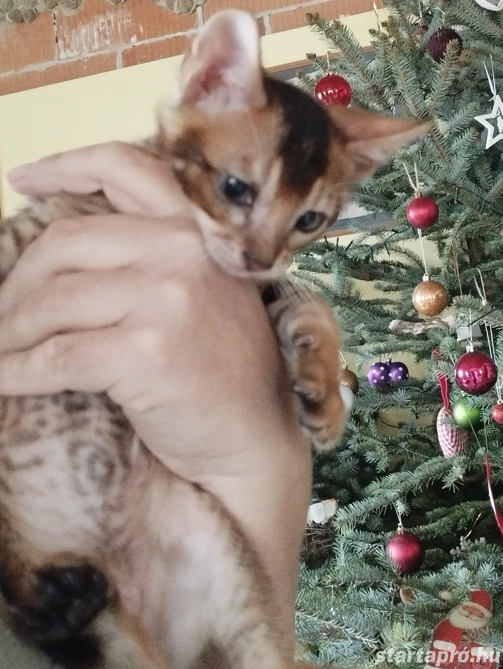 Beng li abesszin kiscica