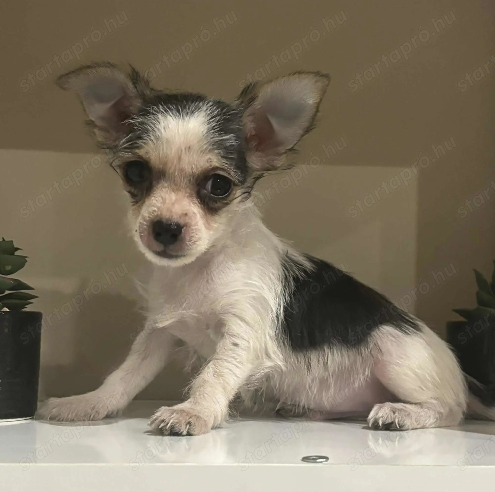 Csivava extramini!! Kiskutyák