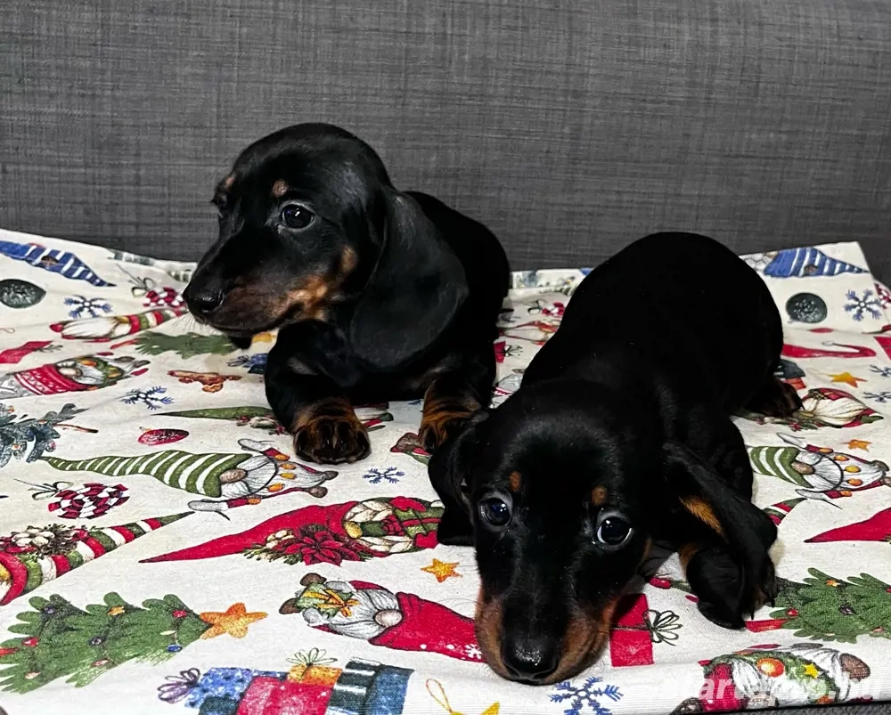 Törpe tacskó kölykök! 