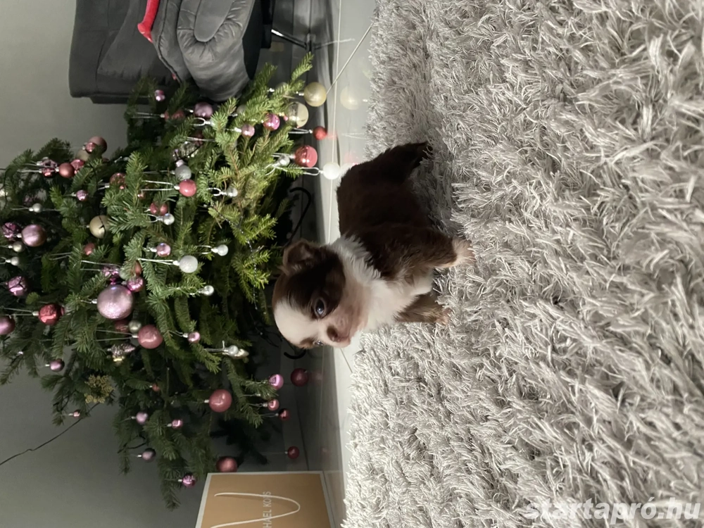 Csivava kis kutyusok