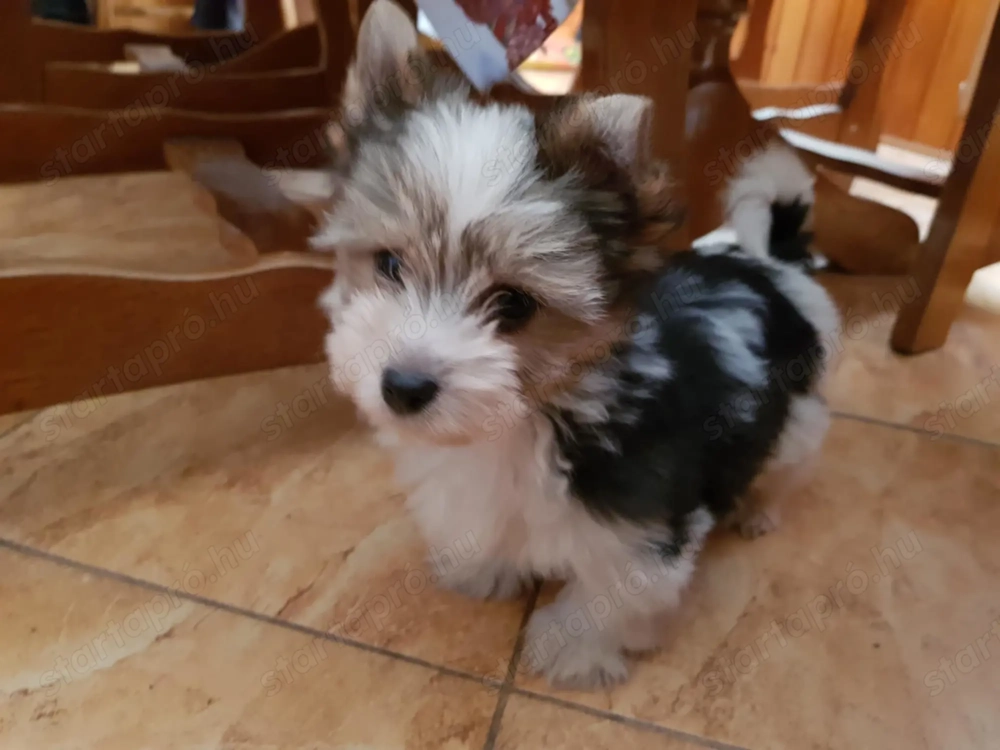Yorkshire  terrier Yorki biewer 3 hónapos kisfiú és kislány 2 x oltva, gazdit keres!