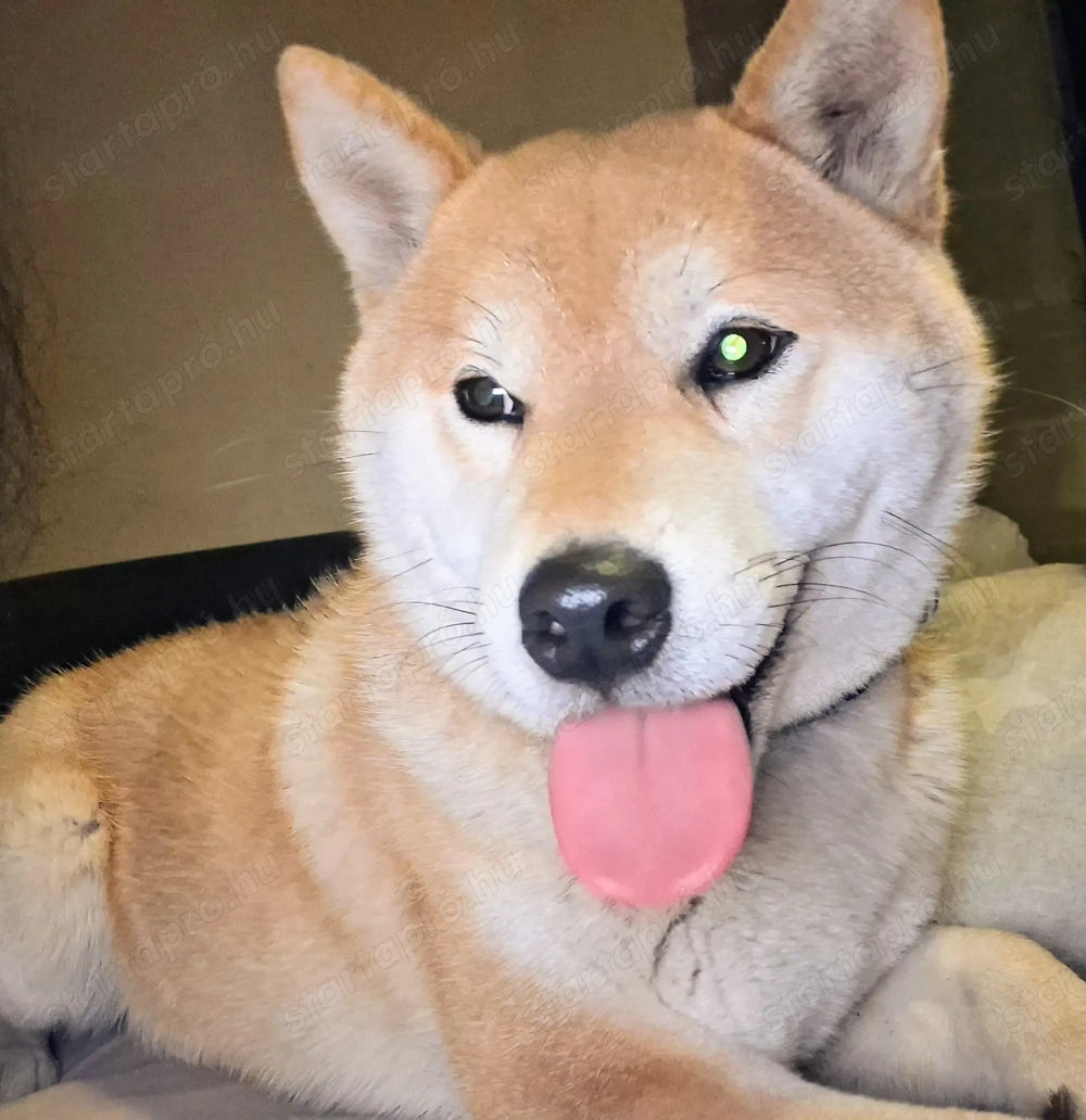 Eladó Shiba Inu kutyusom