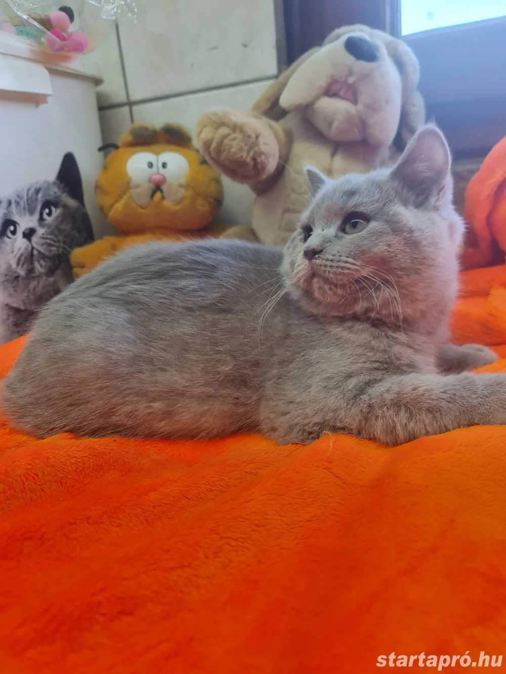 Brit rövid szőrű.