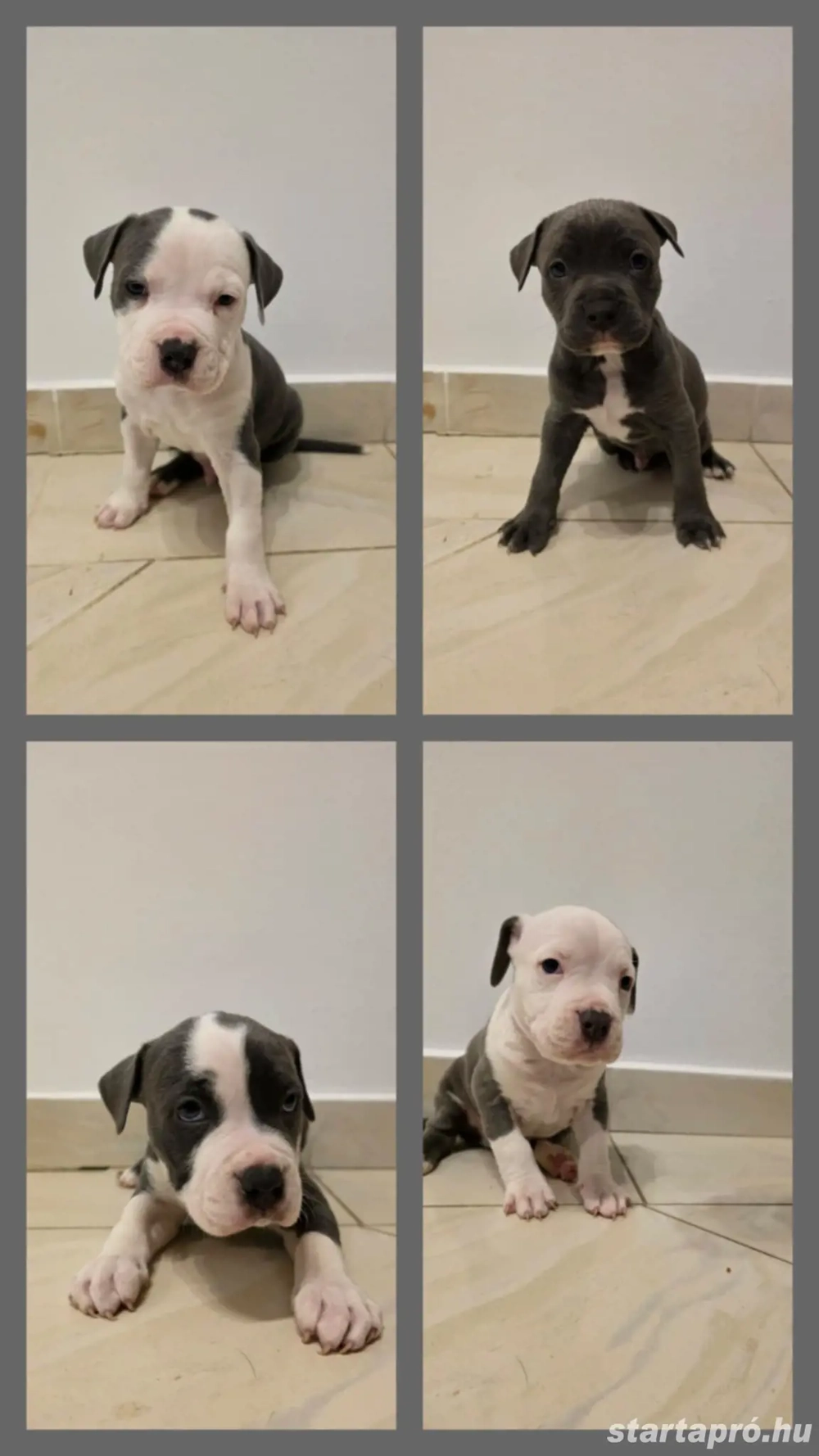 Amerikai staffordshire terrier kölykök, kék